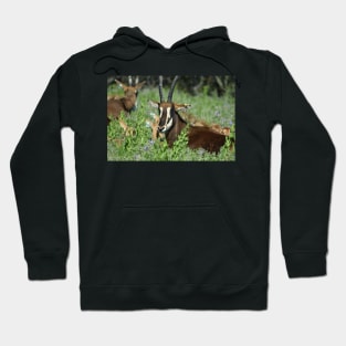 Sable Antelope Hoodie